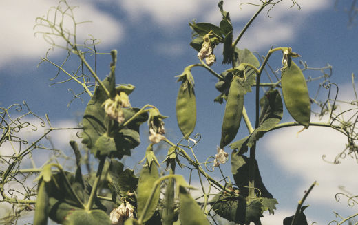 PDP-EP-Traceable-Pea-Protein-2